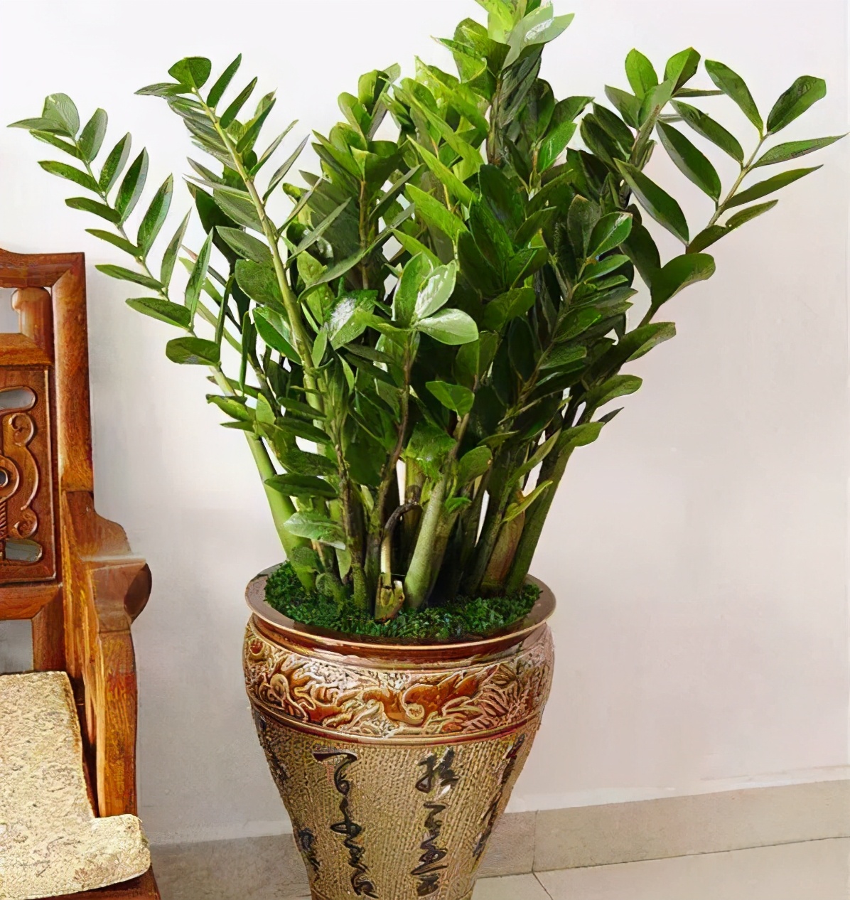 被公认阳台最好养的10种树,这4种树适合养在家里