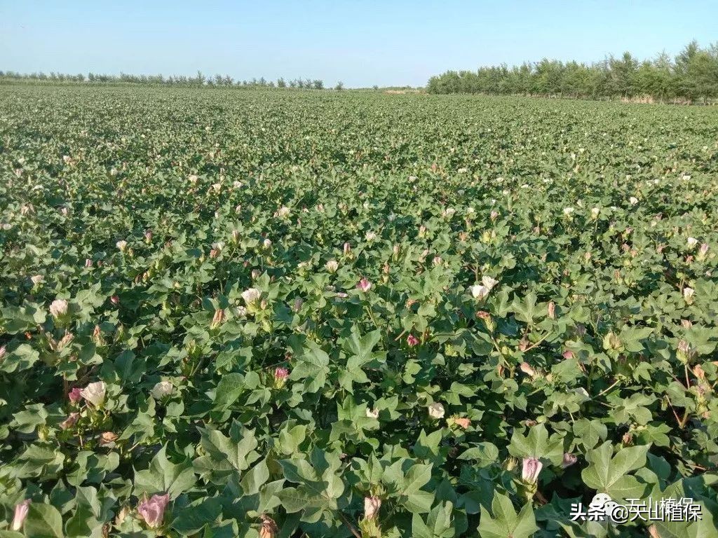 农作物病虫害情报第十期,2022年病虫情报第四期