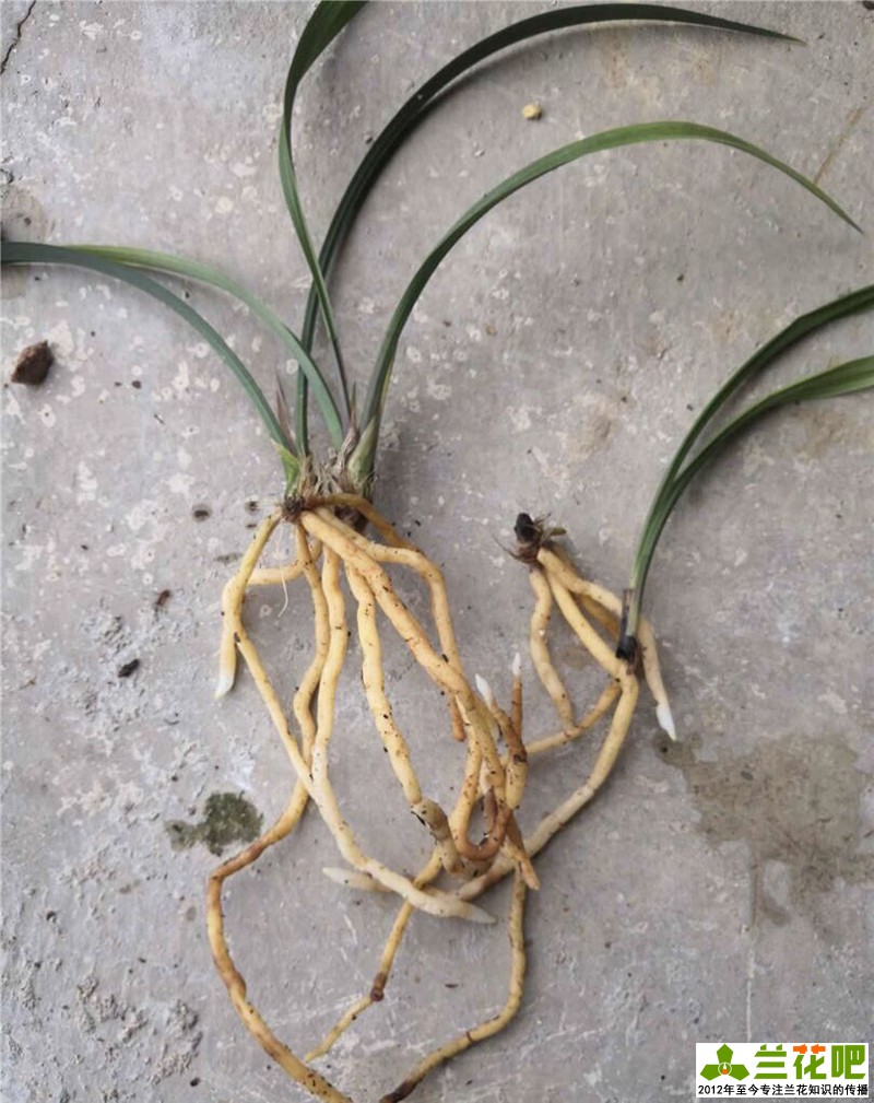 兰花叶片病害症状,兰花叶子脱水的表现