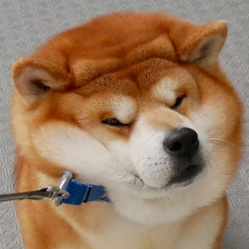 在上海哪里能买到日本的柴犬,江苏哪里有卖柴犬的