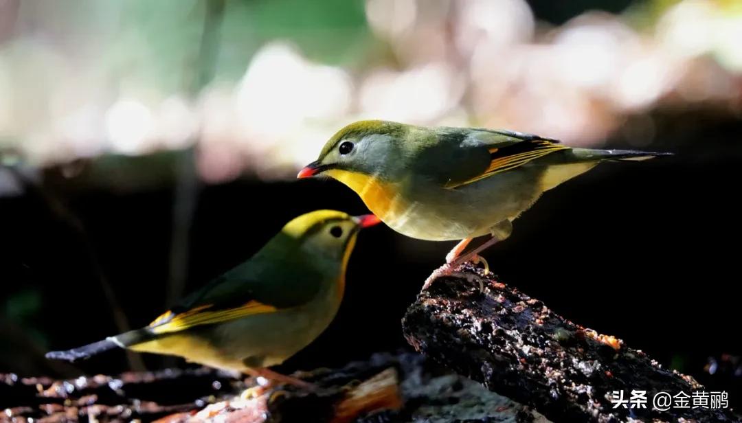 为什么云南女人长相好看,云南真的很漂亮吗