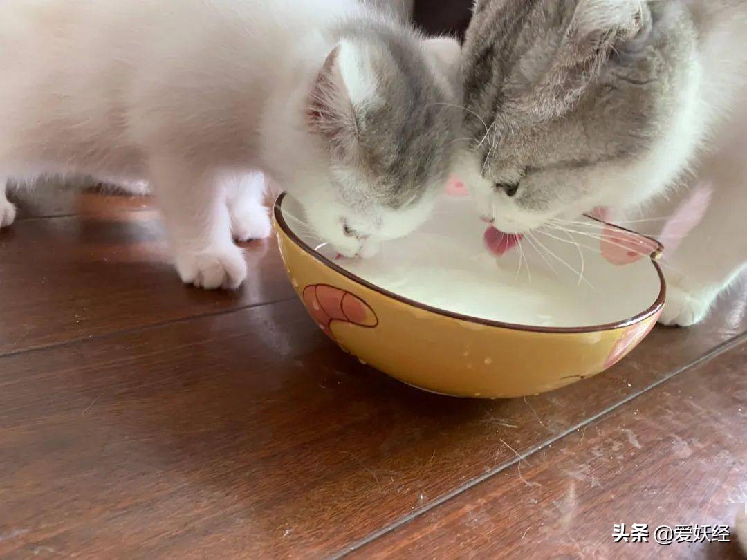 修正宠物羊奶粉测评,reddog红狗羊奶粉测评