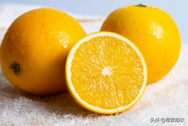 袁隆平摘冰糖橙,袁隆平到麻阳为冰糖橙提名