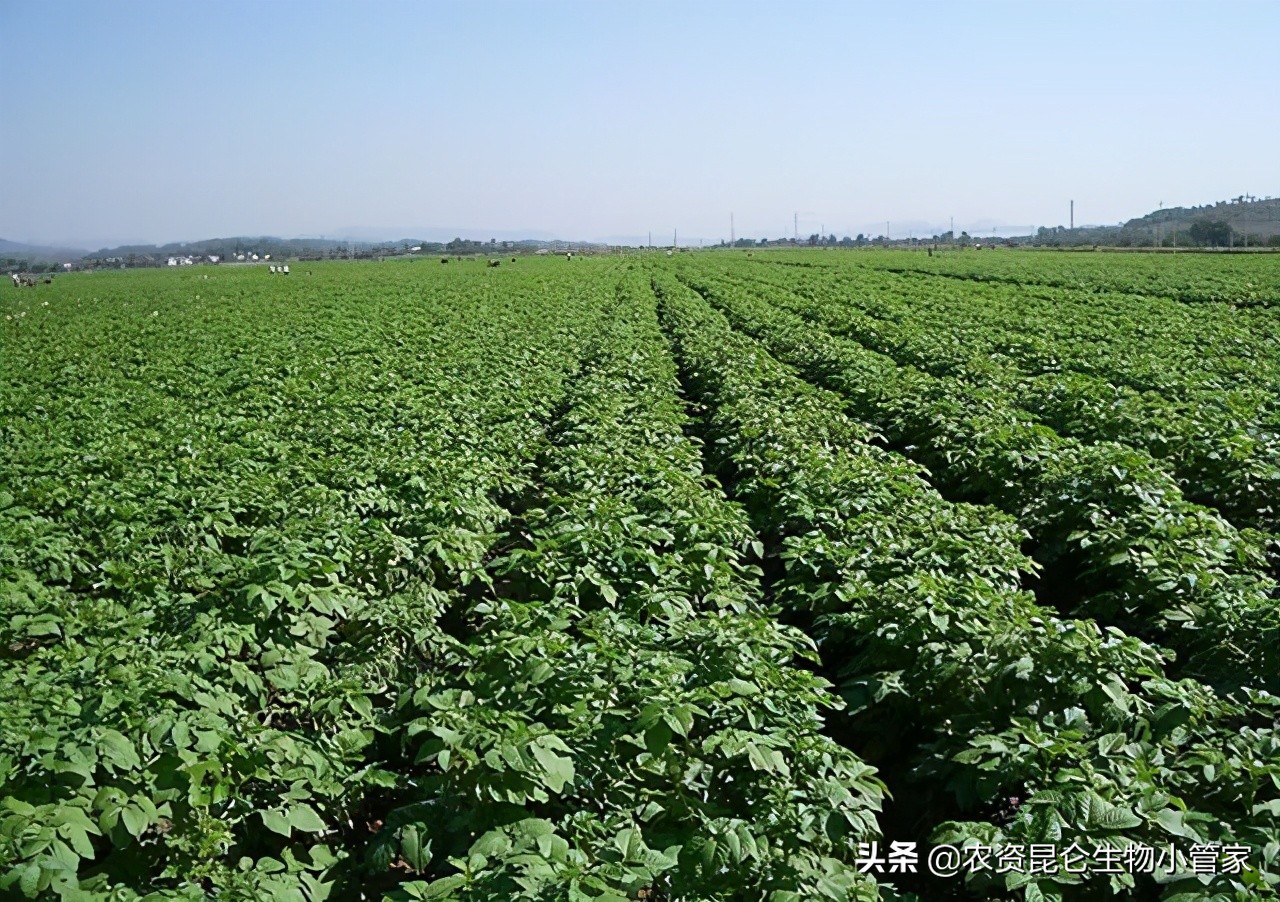土豆烂根病害的防治方法,土豆黄叶烂根用什么药