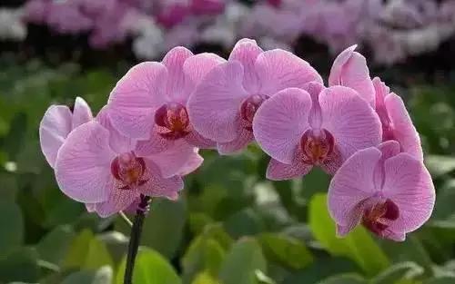 中国各市的市花,全国56个城市市花一览