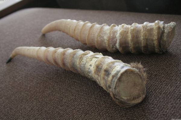 盘点文玩圈中不能碰的五种文玩,这6种文玩一定不要碰太吓人了