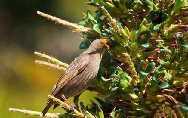 植物吃动物,会吃动物的植物有哪些