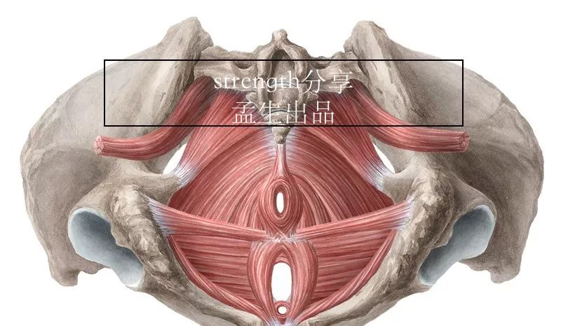 盆底健康知识讲座大全,盆底健康科普知识
