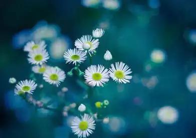 美篇里的优美文字,美篇里写作素材哪里找