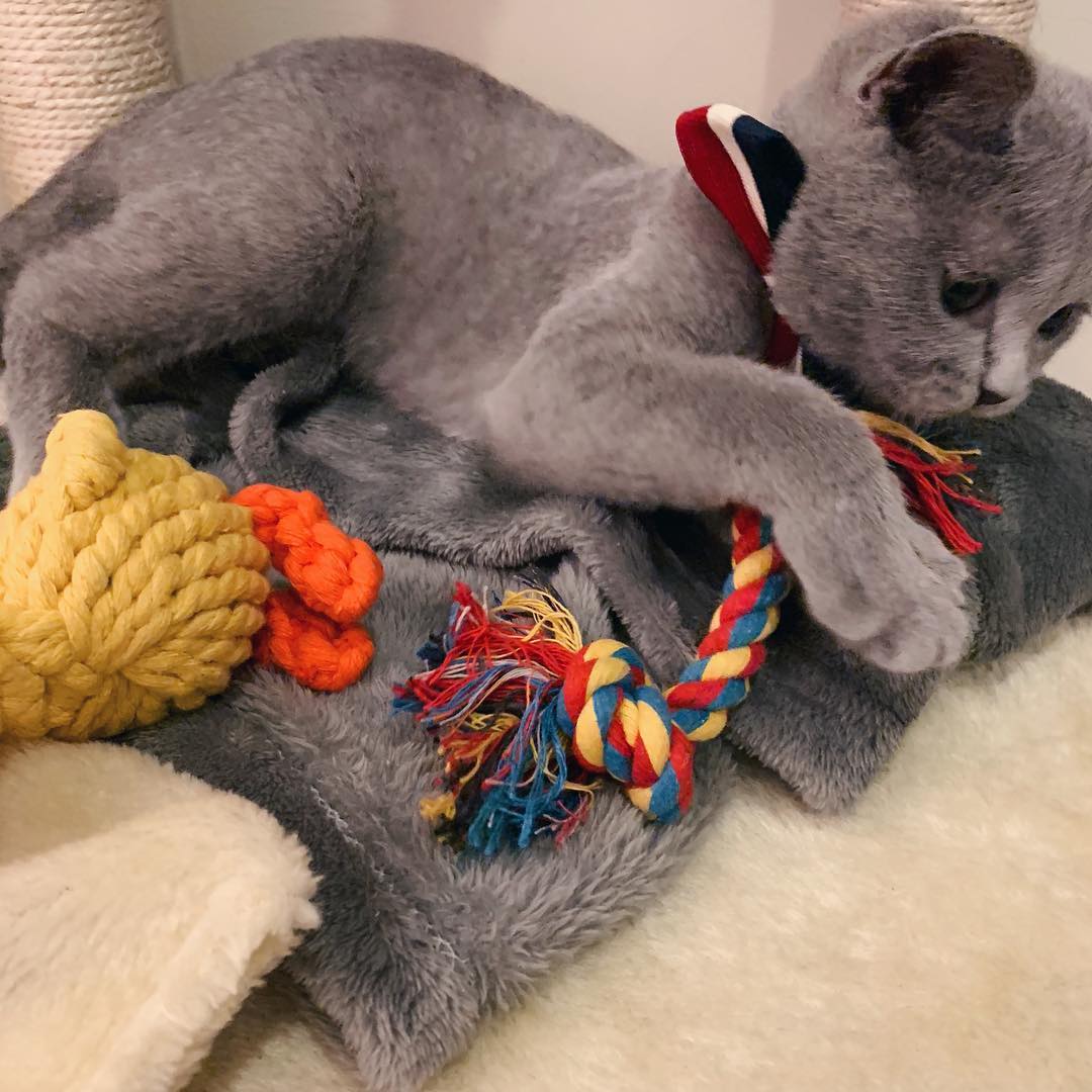 养猫咪的铲屎官猫咪都长什么样,铲屎官的猫咪有多离谱