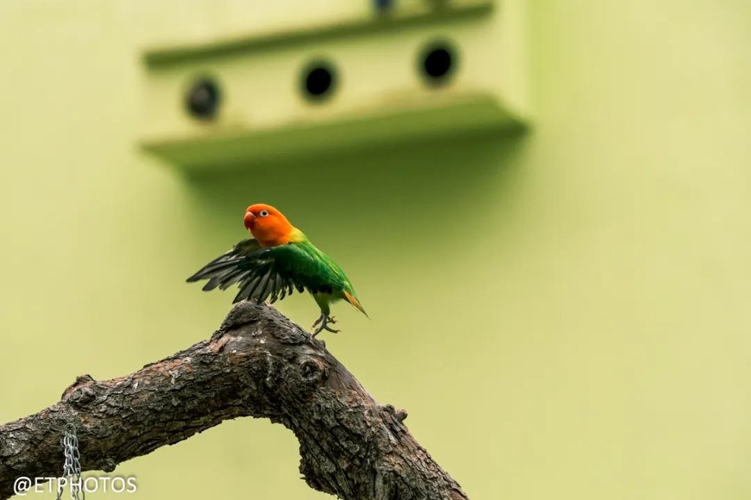 万元左右相机是选单反还是微单,万元以内适合拍妹子的微单