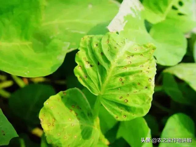 有图有真相史上最全芹菜病害,空心菜病虫害图谱手册