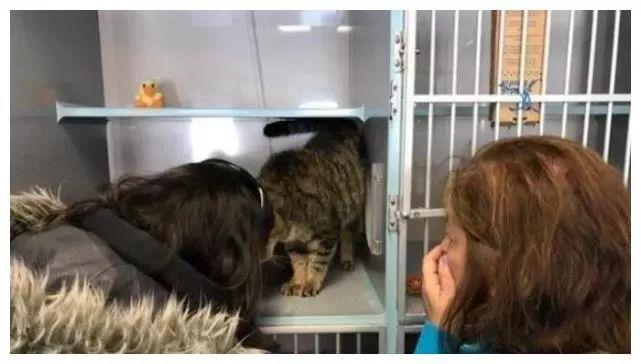 猫咪一年后还记得主人吗,猫咪还能记得原来的主人吗