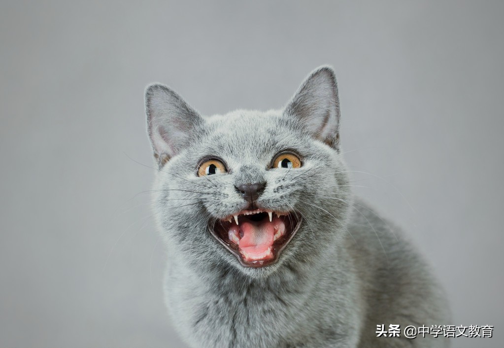 特级教师解密5年中考满分作文,特级教师初中作文合集