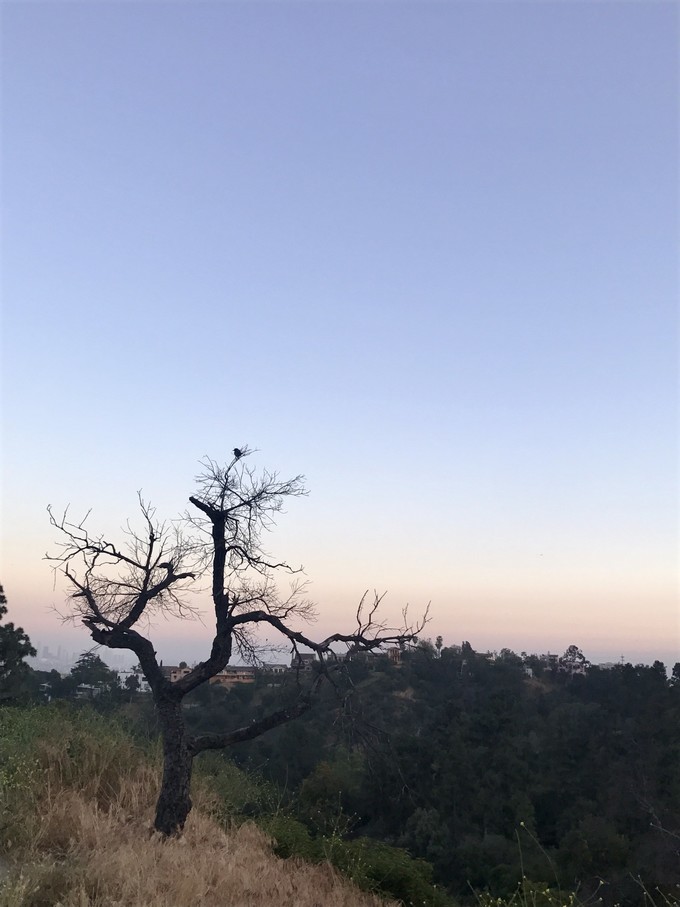 假如美国能说话（洛杉矶篇）