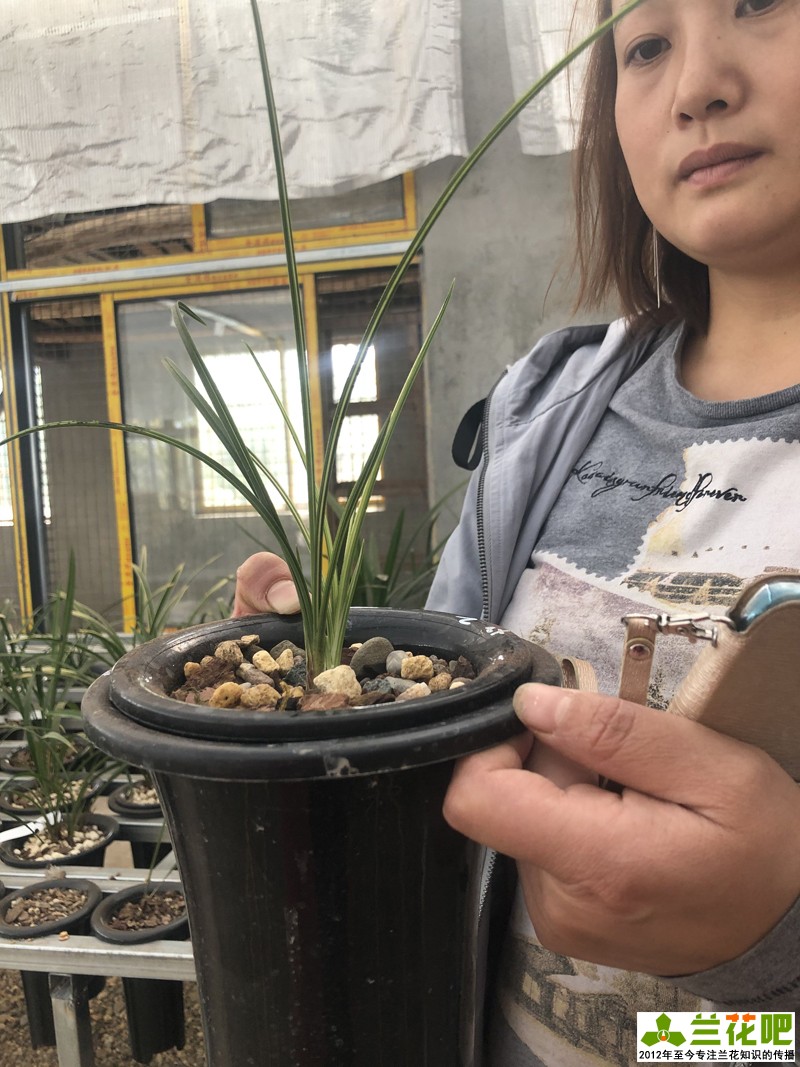 兰花直播间买兰花操作步骤,云南兰花直播拍卖