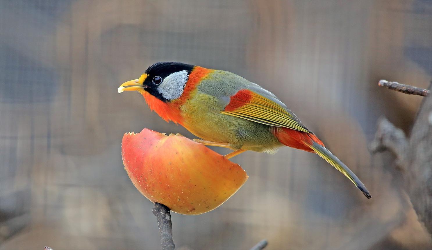 东江揽胜,惠州淡水常见鸟类图谱
