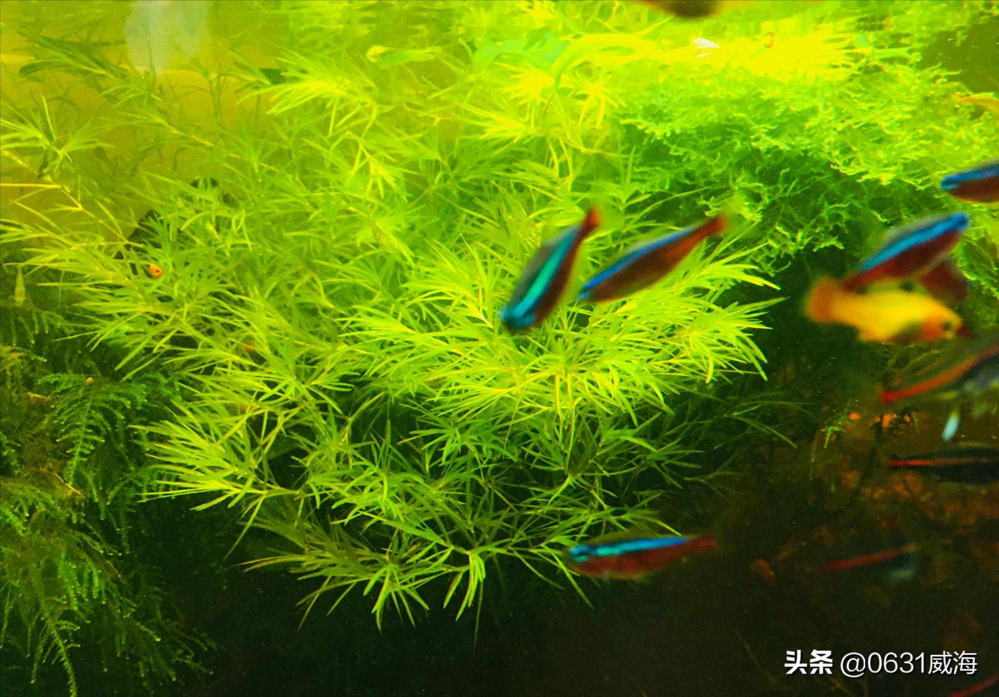 水草缸开灯设置时间,水草缸里的水草能维持多久