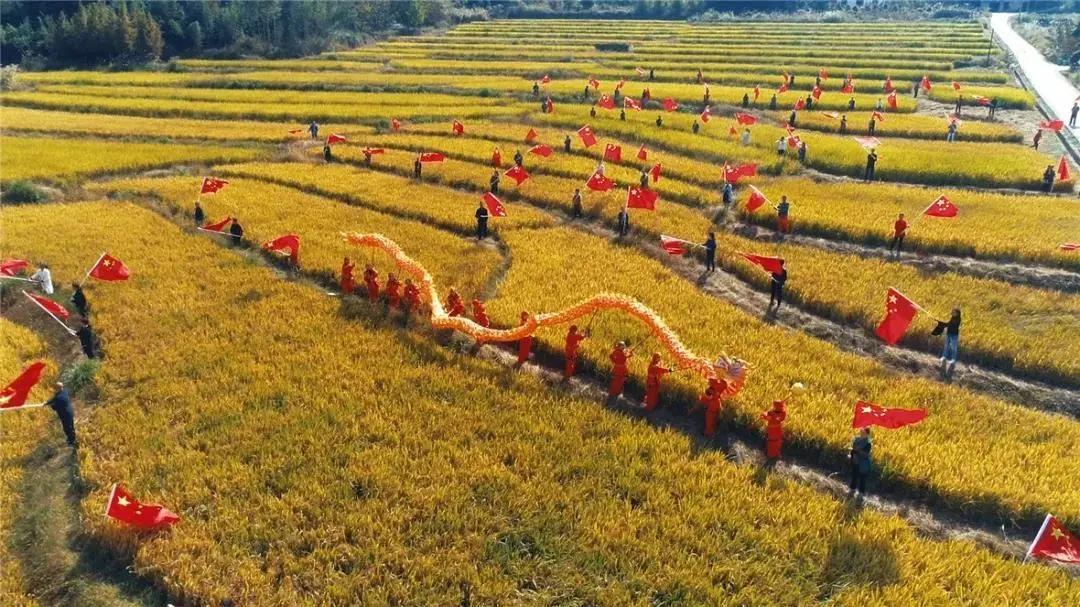 看！这是临安“雪山大米”的故事