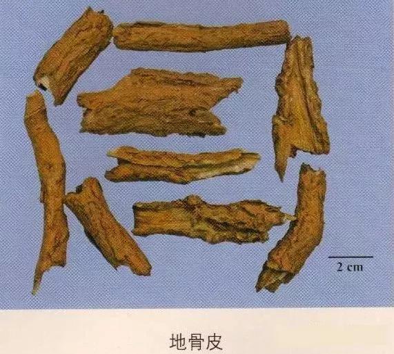中药材图片大全大图带药名,200多味中药材图谱带图