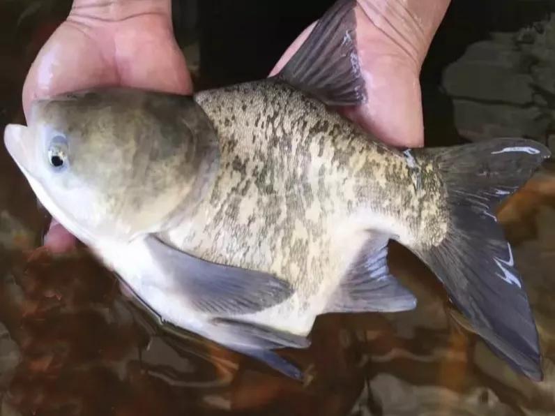 畸形的鱼吃了有什么危害,畸形鱼是怎么回事