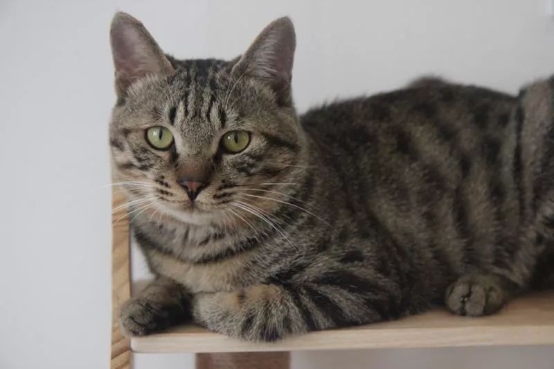 中华田园猫为什么叫中华田园猫呢,中华田园猫乌云盖雪是招财猫吗