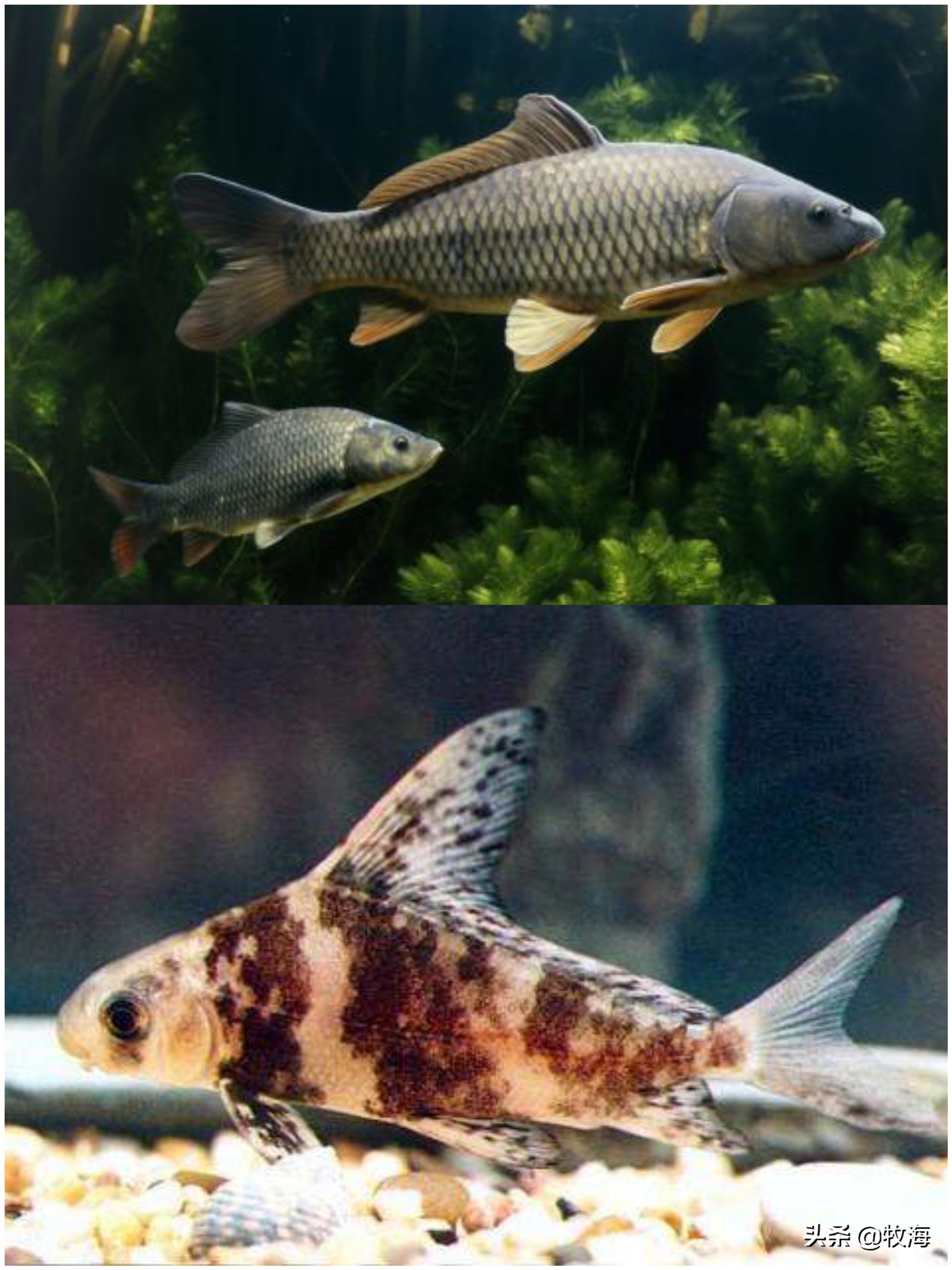 一帆风顺胭脂鱼有什么作用,胭脂鱼和一帆风顺有什么差别