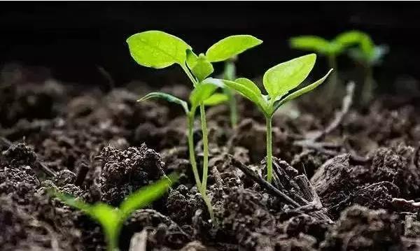 常用农药药剂特性大汇总，千万别错过！！！值得收藏