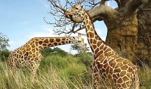 长颈鹿繁衍时长,长颈鹿世界之最寿命长吗