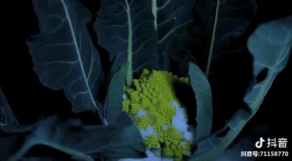 娶妻当娶李子柒小说作品列表,娶妻当娶李子柒前一句是啥