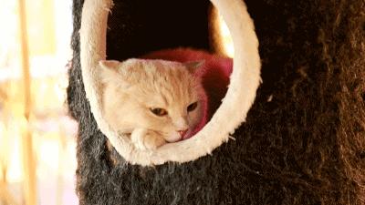 吃饭玩耍一体店,吃饭撸猫二选一