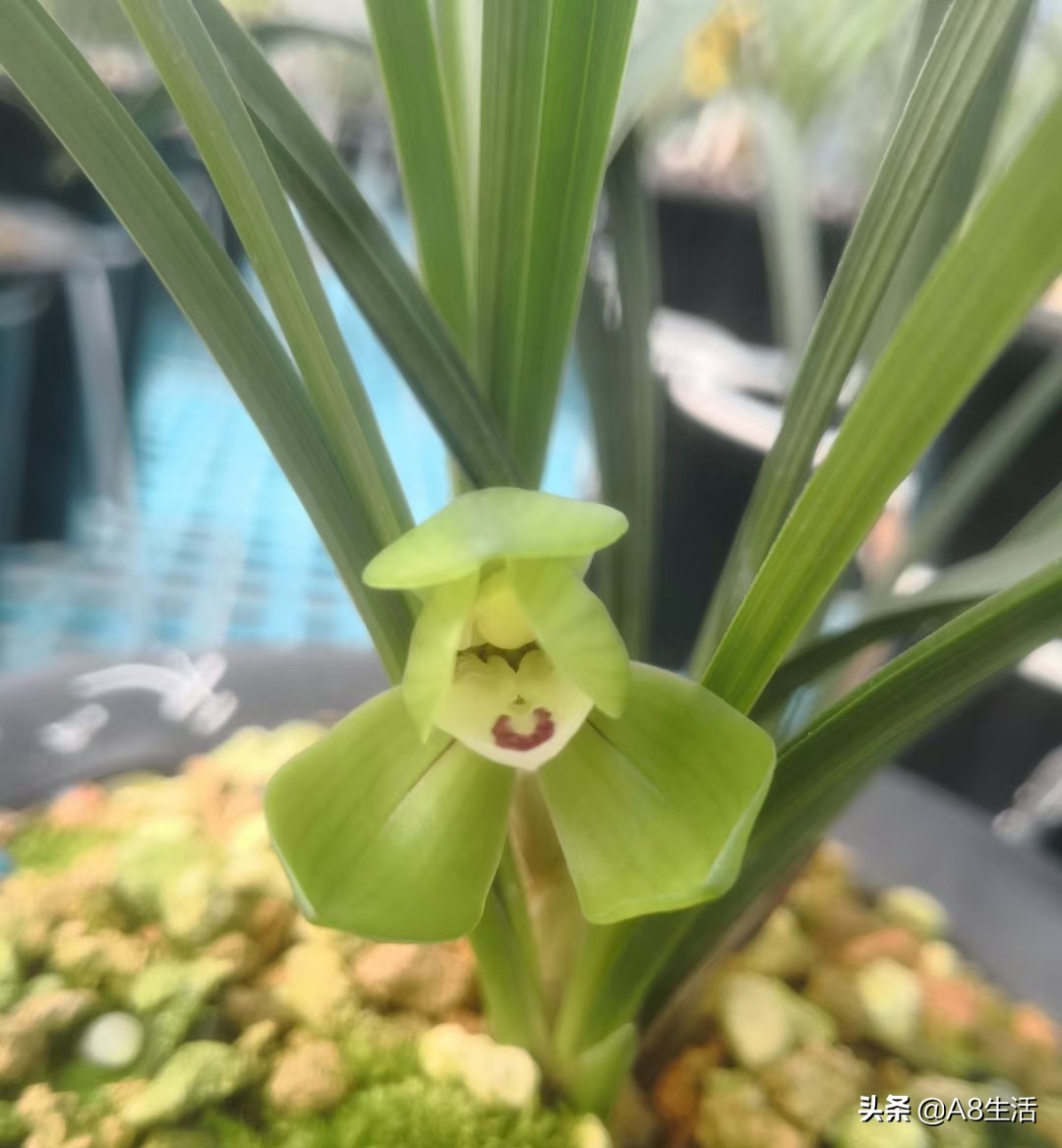 每日一品中国兰花图片,每日一品全文