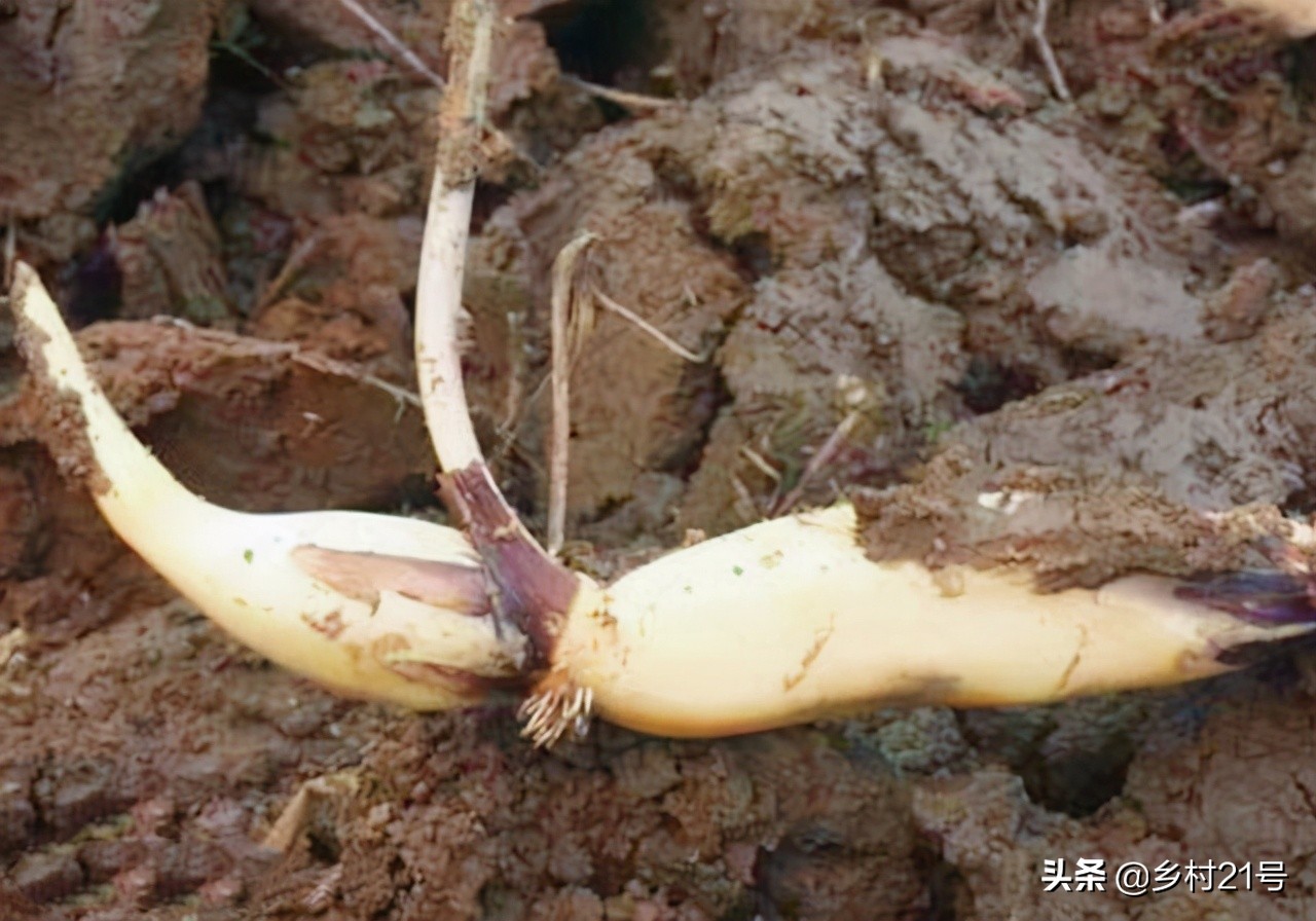 盆栽荷花种植的正确方法,盆栽荷花技巧与方法
