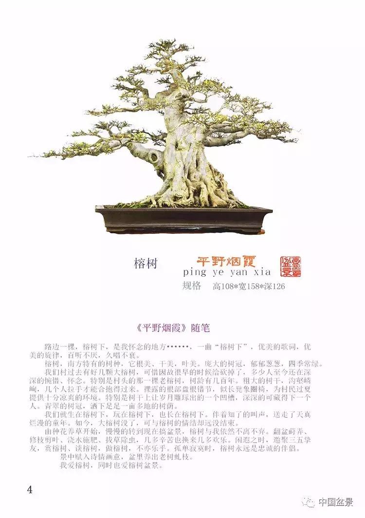 陈文图老师,陈文图盆景欣赏