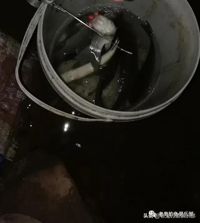 九一八野战篇饵料适合钓什么鱼,野钓九一八