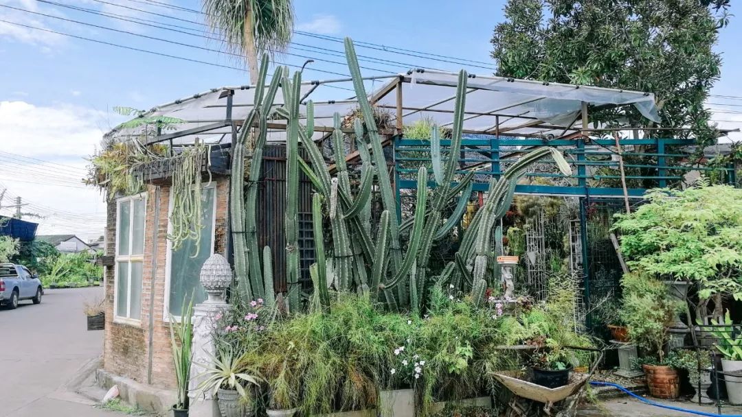 清迈的现状,清迈重逢