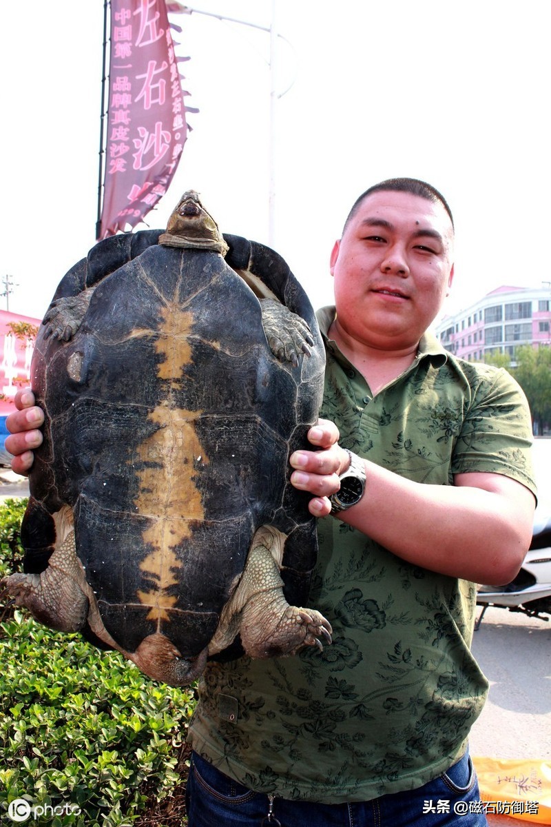 八万年龟为什么那么厉害,千年王八万年龟真的存在吗