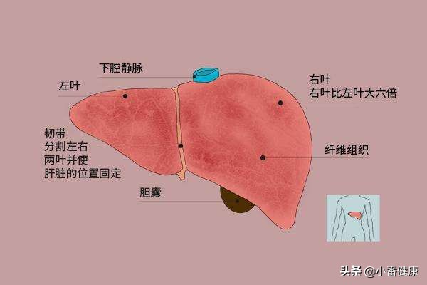 乙肝随访需要查什么,乙肝观察期多久