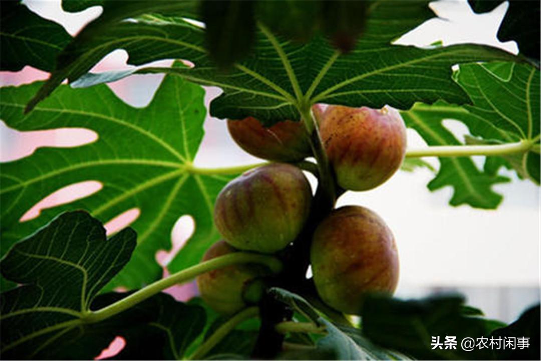 种植无花果的前景如何,种植无花果树的三个关键要点