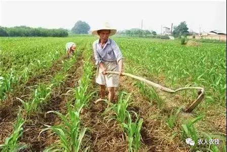 玉米苗期病害大全,玉米苗期常见病虫害汇总