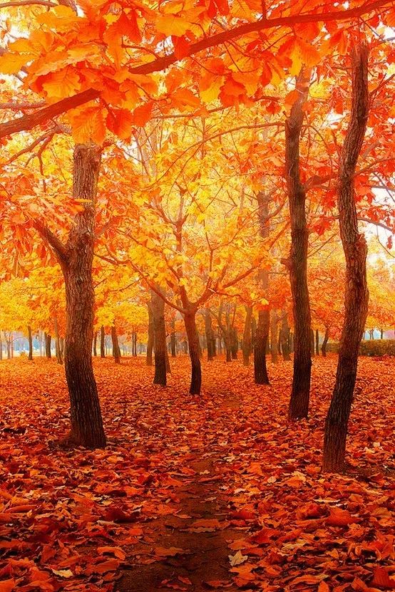 红叶诗词100首,32首唯美红叶诗词静赏绚烂秋日