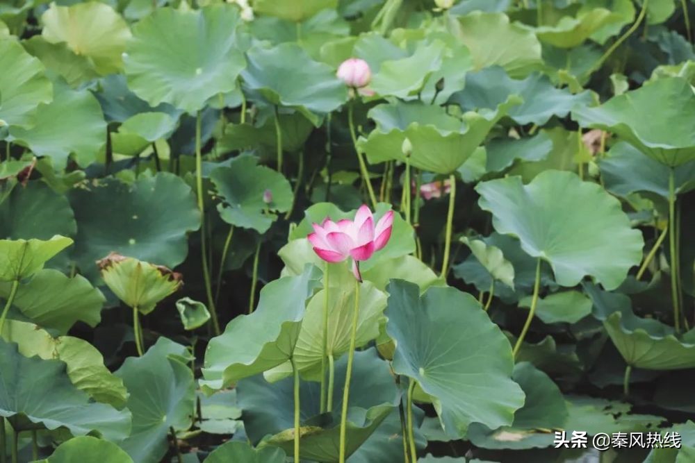 履职尽责勇担当——兴平市川流寨村*党**支部书记兼村委会主任张小川