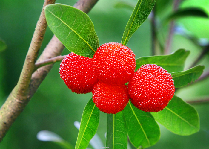 杨梅的种植技术,最好的杨梅种植方法