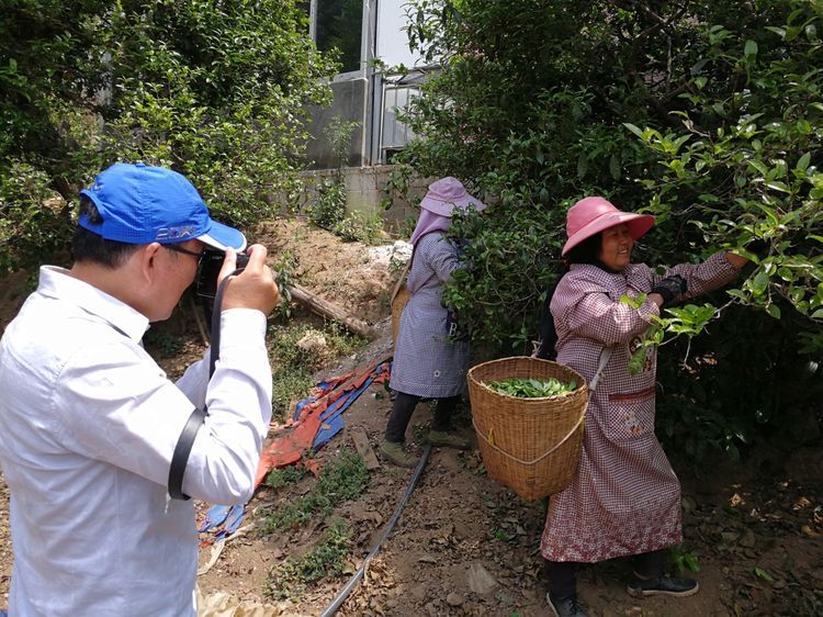 昔归，天下一品茗茶山行