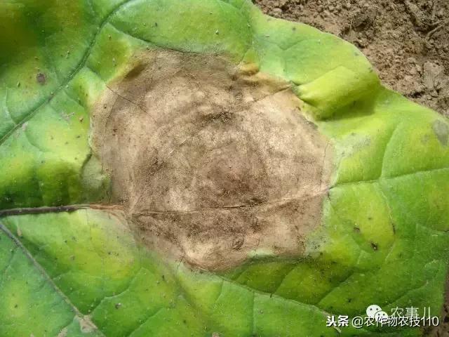 种茄子的六个步骤简短文字,种茄子的基本知识