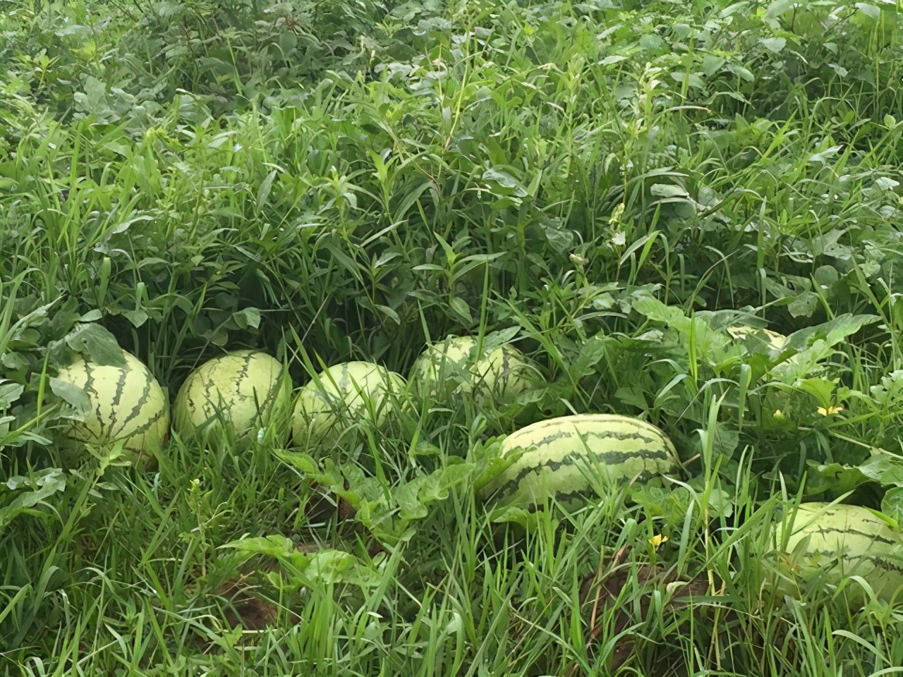 免费游云浮｜如云般洁白轻妙，浮动着向往的生活，云浮免费旅游