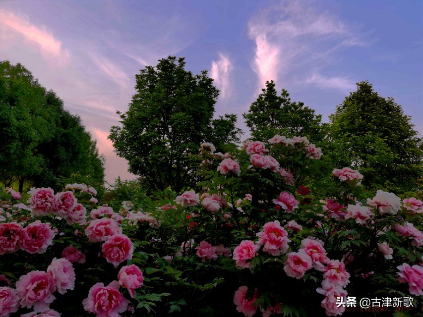 最美牡丹诗词20首,研究牡丹花