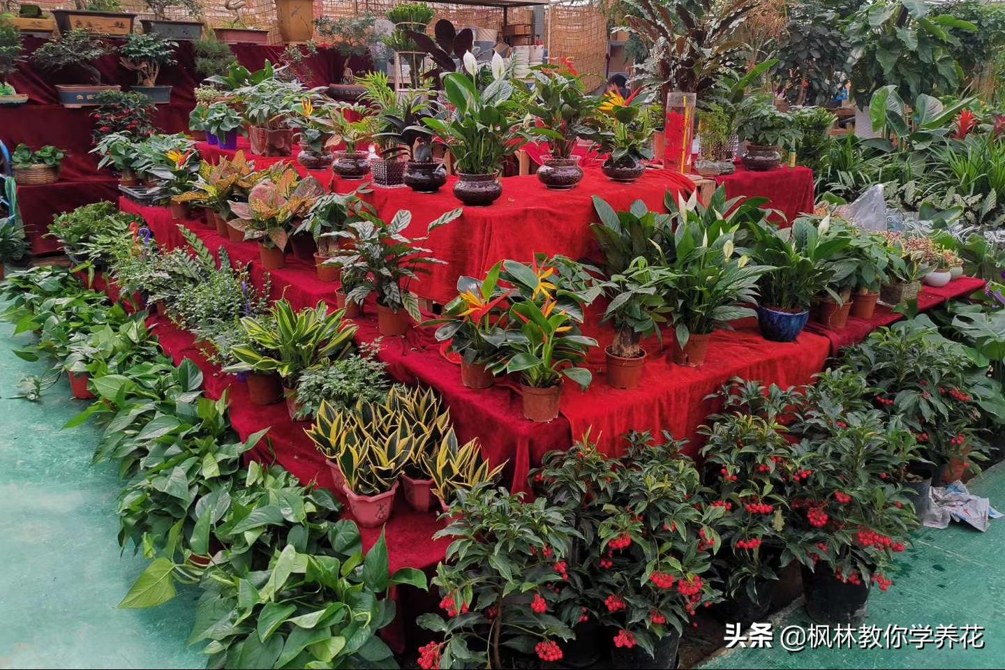 家里光照不足建议养这10种耐阴花,生长缓慢的室内盆栽推荐