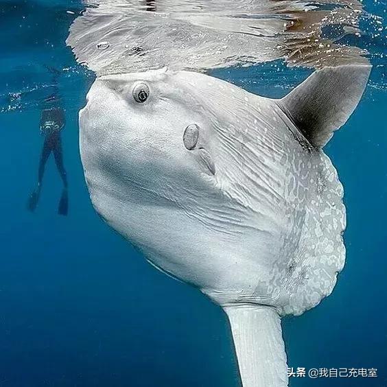 罕见的海底世界照,罕见海底图片