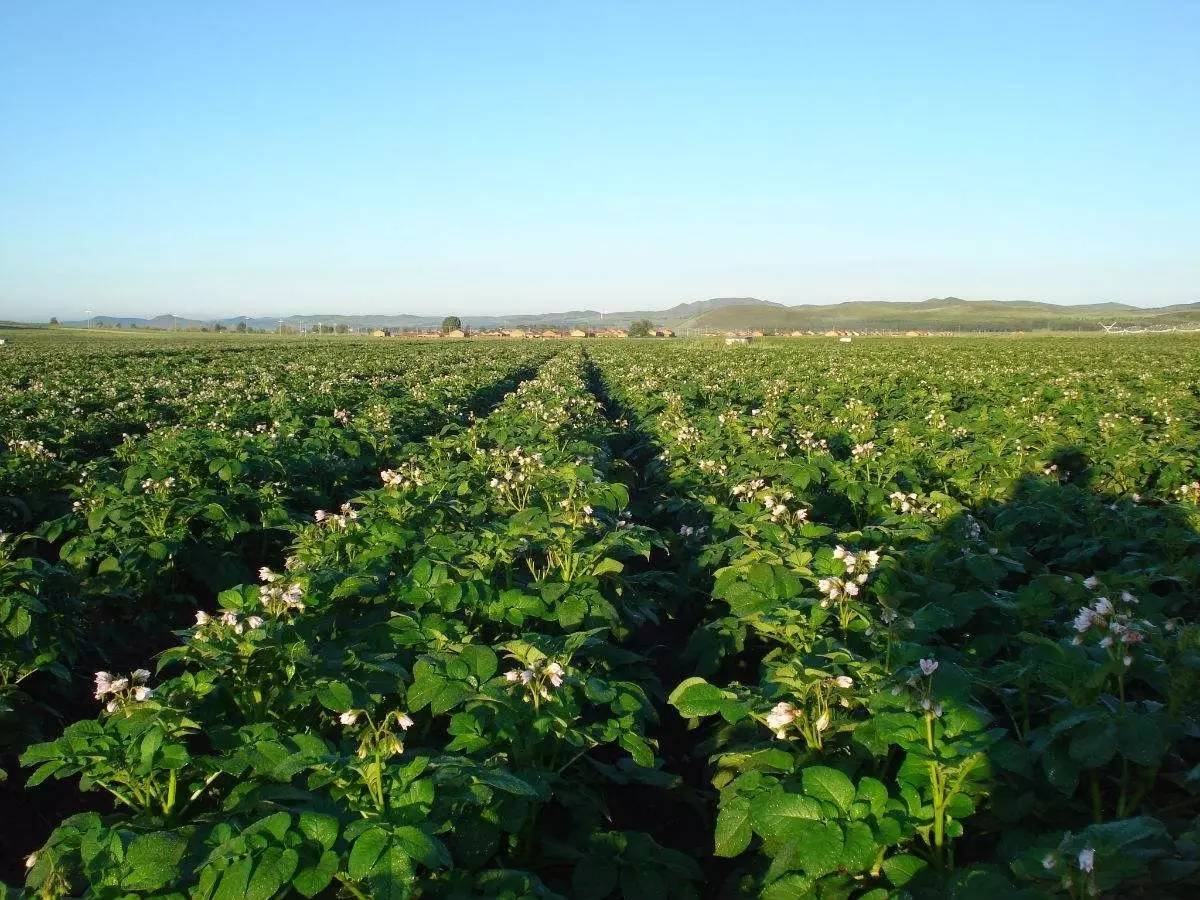 马铃薯黑胫病症状,马铃薯苗黑茎病